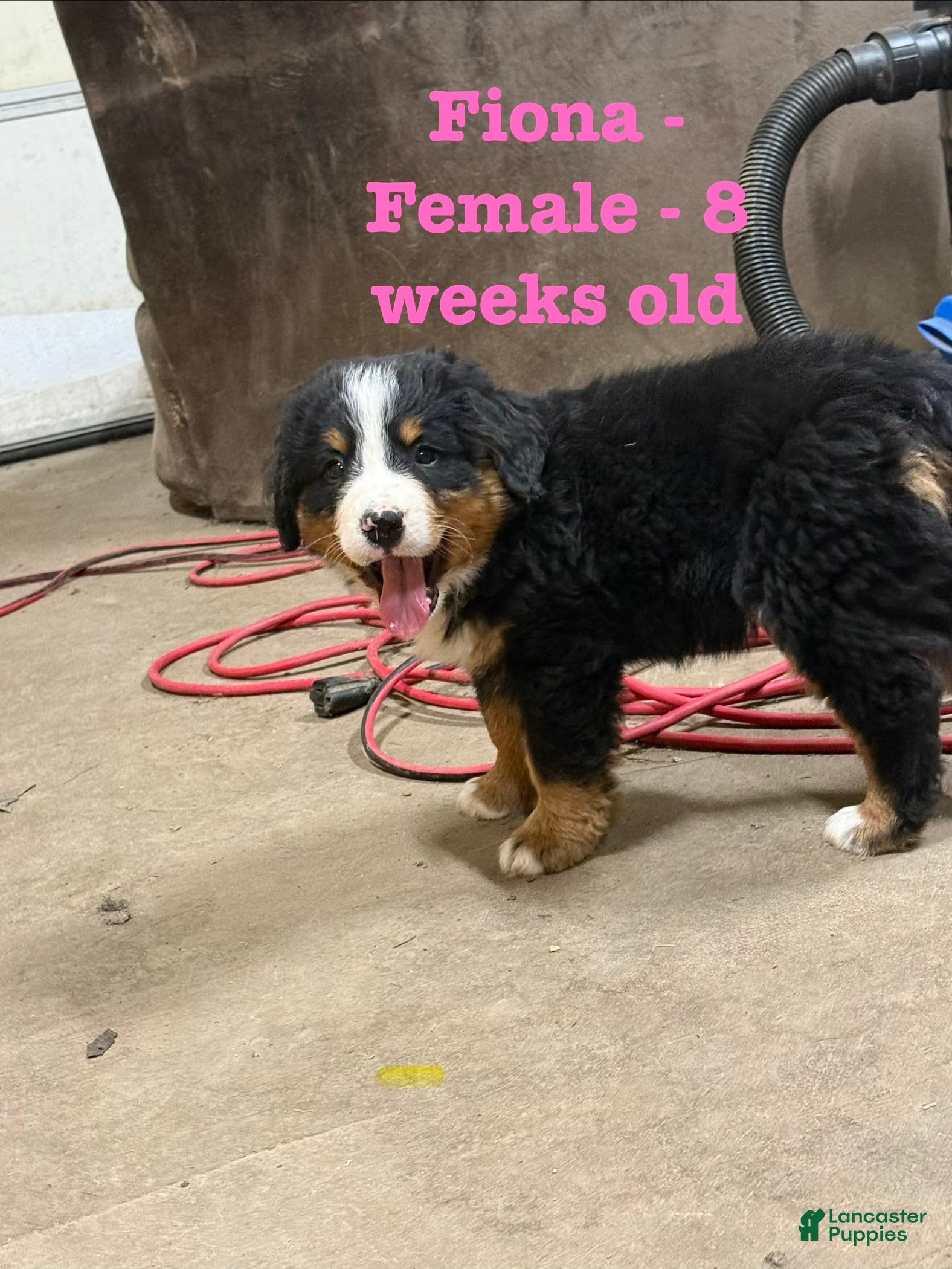 Bernese Mountain Dog dogs Fiona - Ad 35