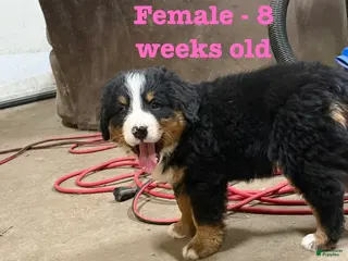 Bernese Mountain Dog dogs Fiona - Ad 21