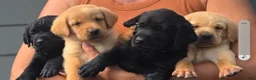 Labrador Retriever dogs for sale: Mario - Ad 8