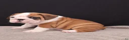 English Bulldog dogs for sale: Thor - Ad 15