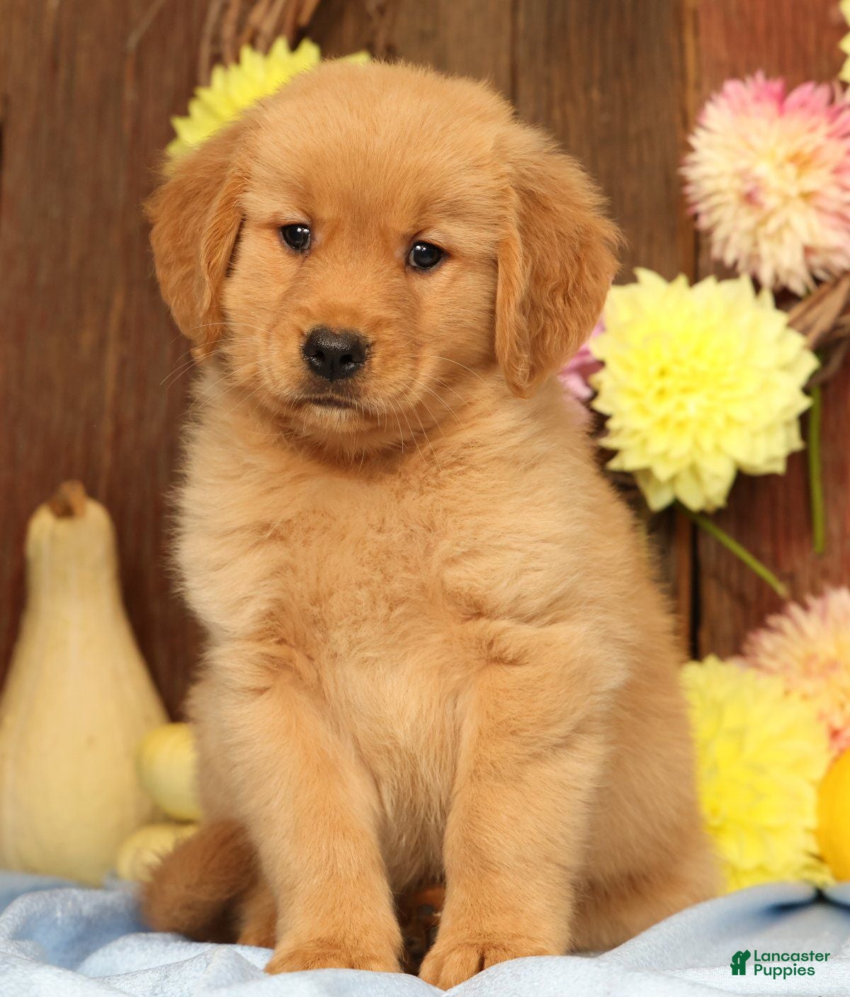 Golden Retriever dogs Hailey - Ad 1