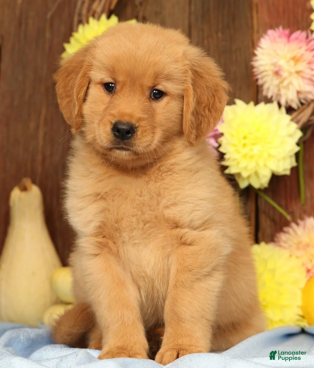 Golden Retriever dogs for sale: Hailey - Ad 1