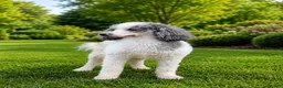 Miniature Poodle dogs for sale: Curly - Ad 4