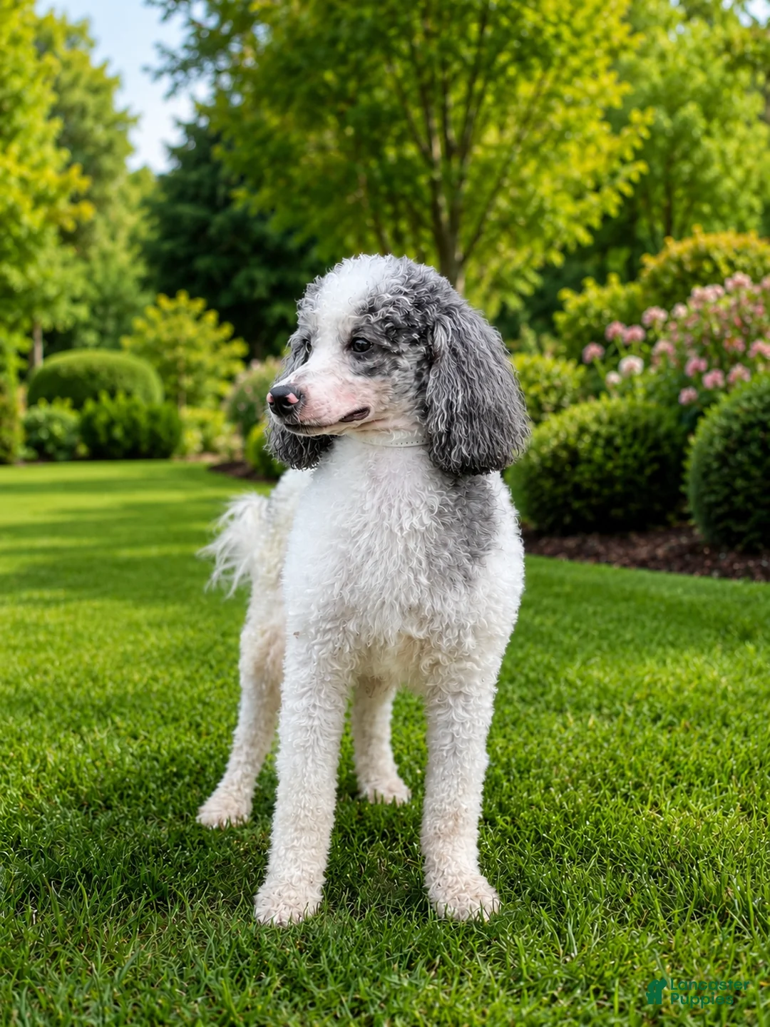 Miniature Poodle dogs for sale: Harry - Ad 2