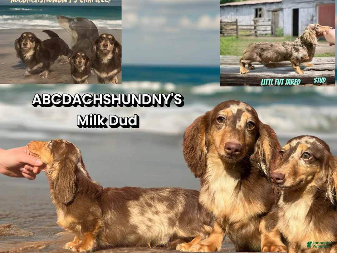 Miniature Dachshund dogs for sale: Milk Dud 6 lbs fully grown! - Ad 2