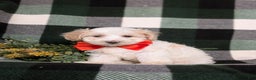Maltipoo dogs for sale: Carlton - Ad 3