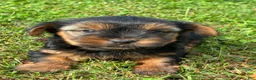 Yorkshire Terrier dogs for sale: Teddy - Ad 3
