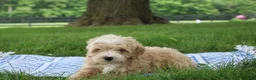 Mini Goldendoodle dogs for sale: Tinkerbell - Ad 10