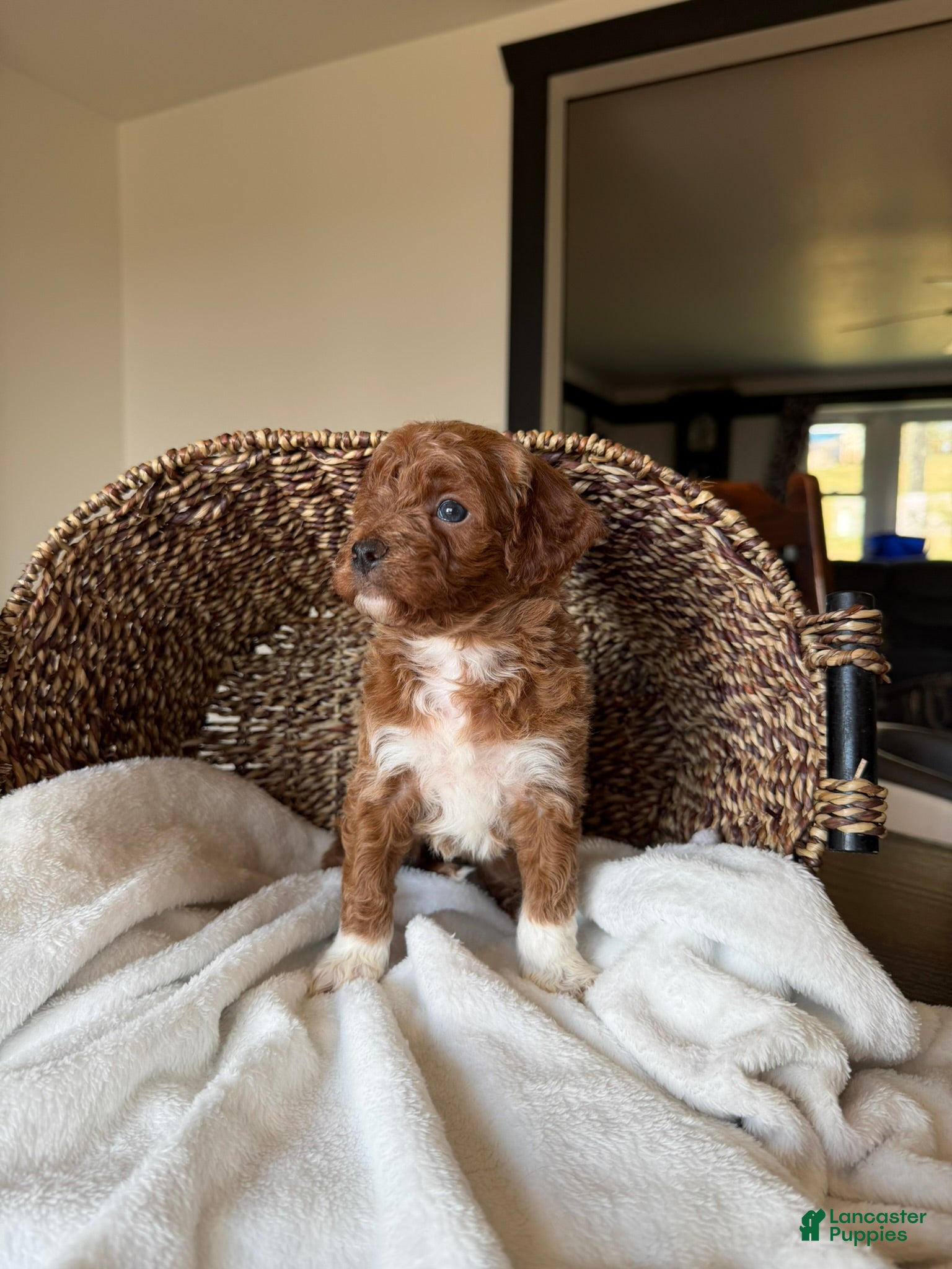 Mini Goldendoodle dogs Hazel - Ad 2