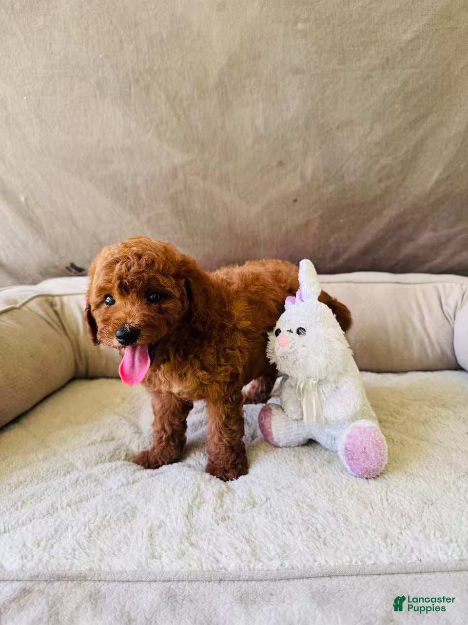 Mini Goldendoodle dogs Gigi - Ad 2