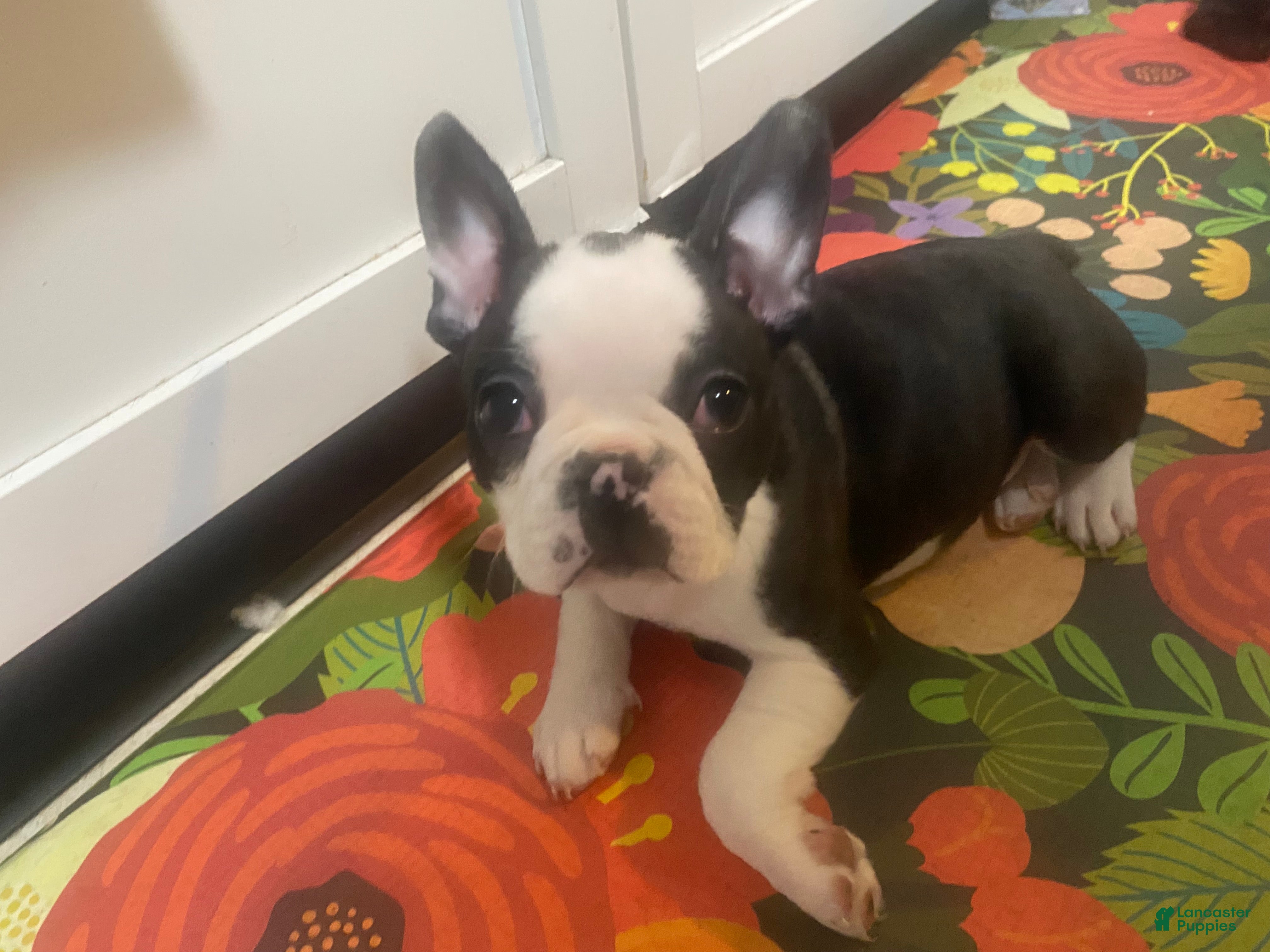 Frenchton dogs for sale: Bubba  - Ad 1