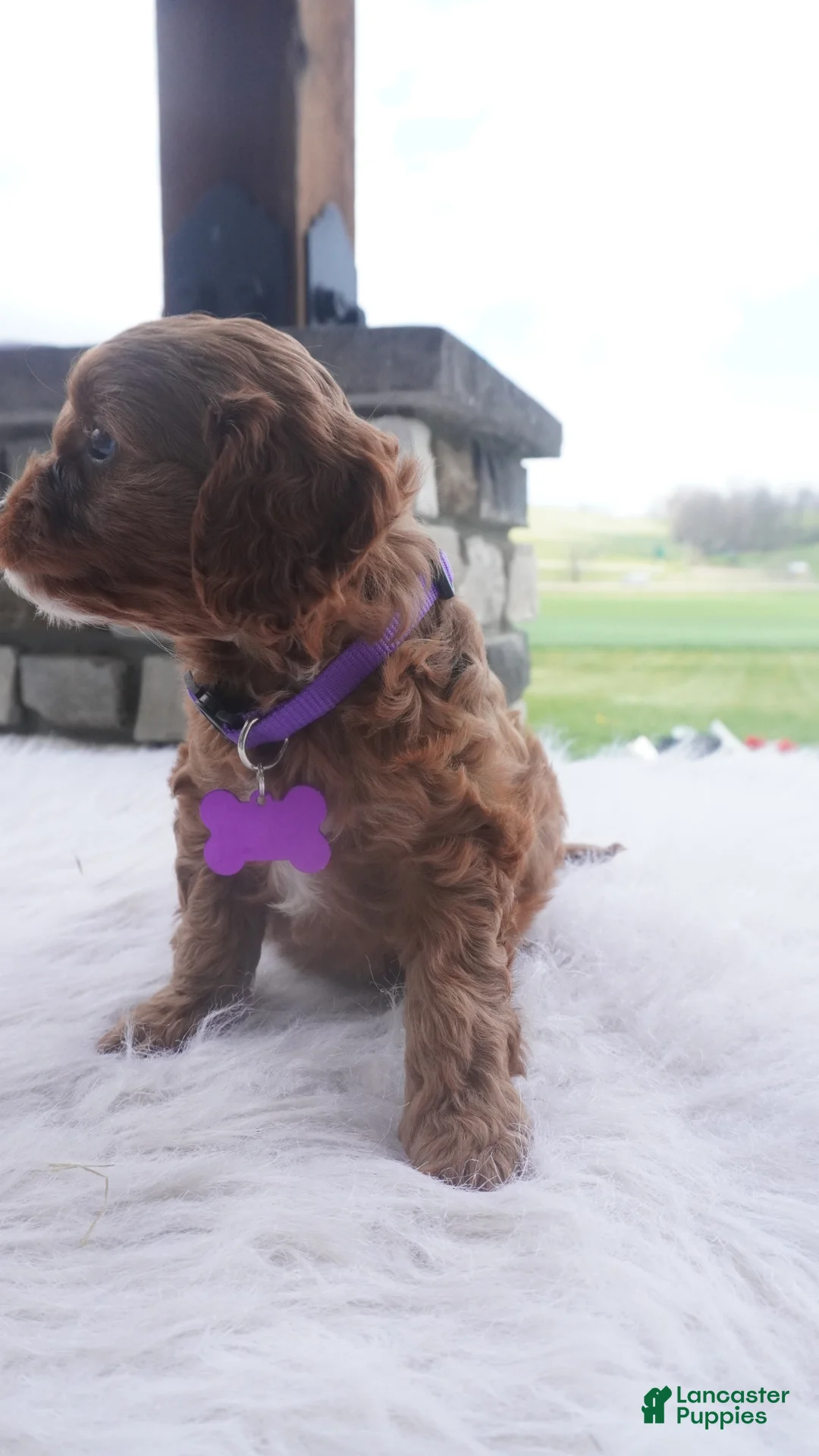 Cavapoo dogs for sale: Jasmine  - Ad 15
