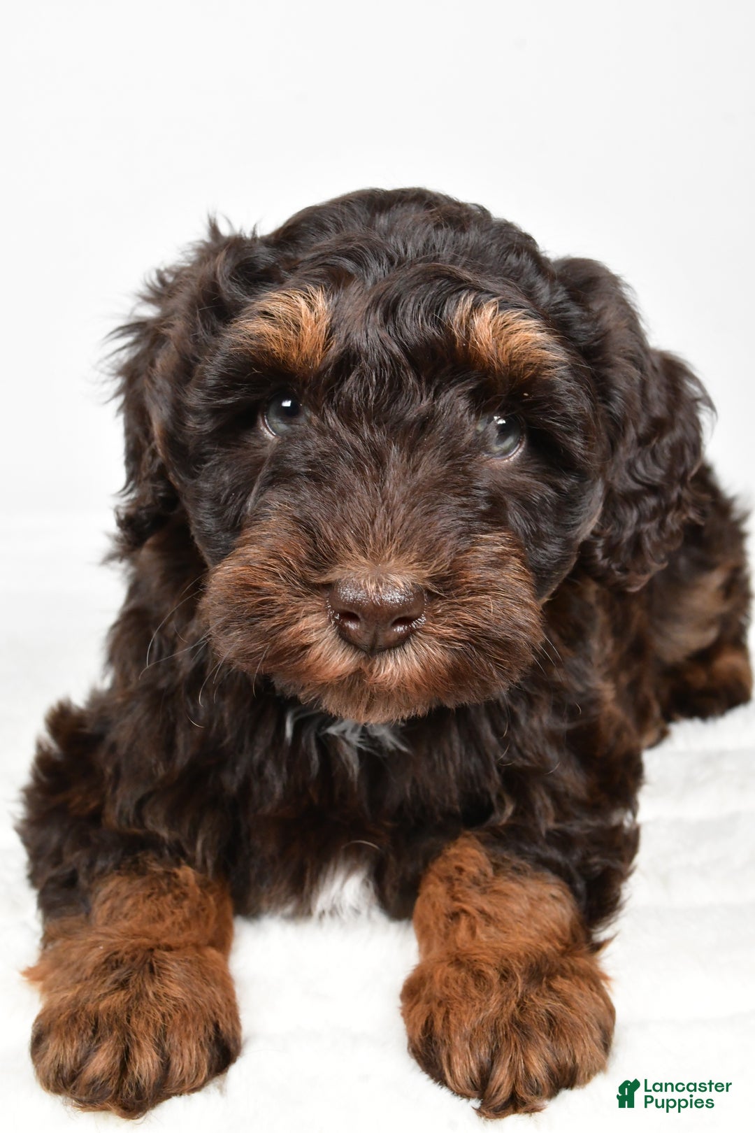 Mixed Breed dogs for sale: Mari - Ad 6