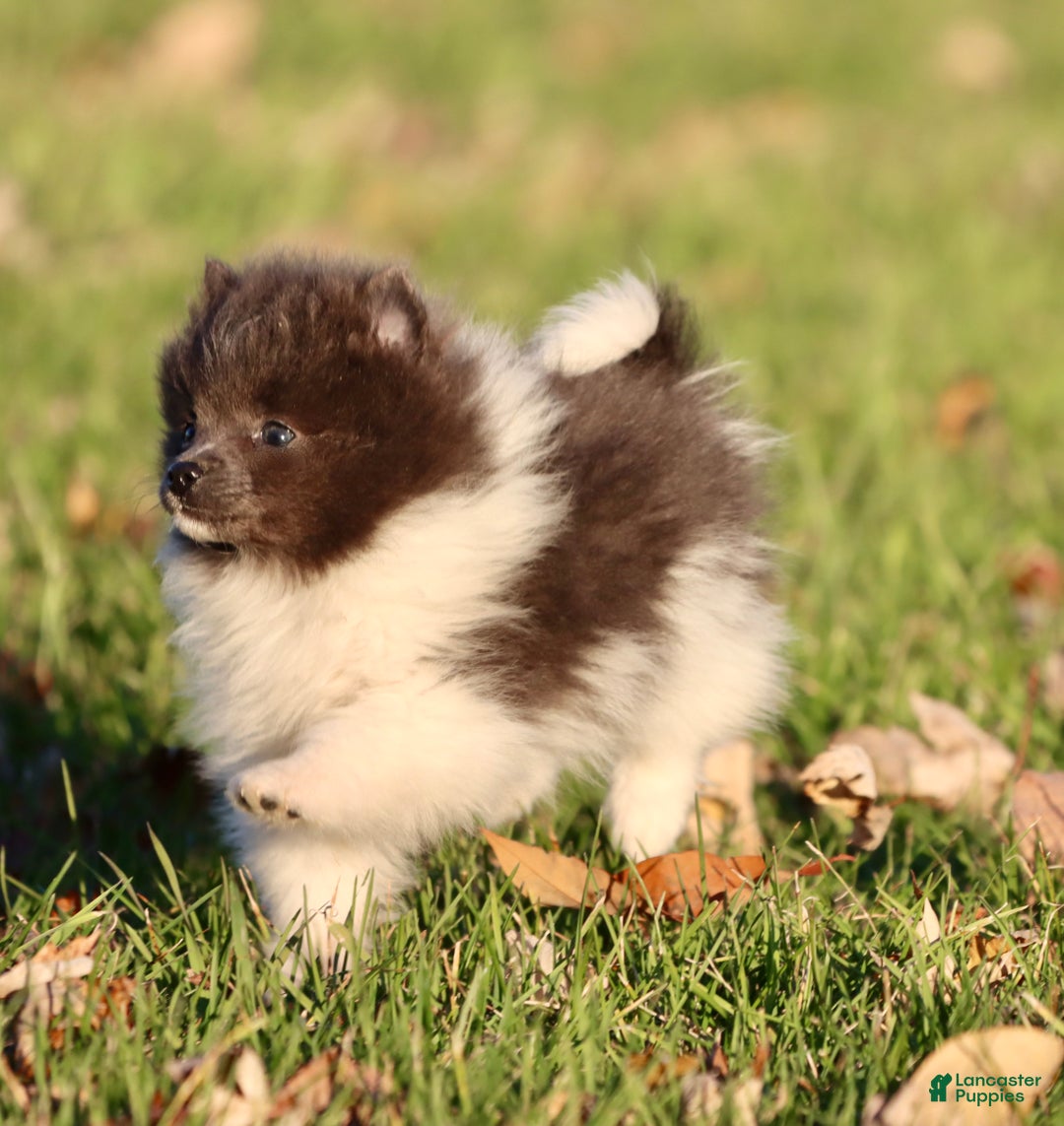 Pomeranian dogs for sale: Jackie Chan - Ad 2