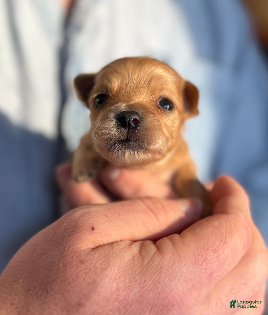Chihuahua dogs for sale: Red gold  - Ad 9