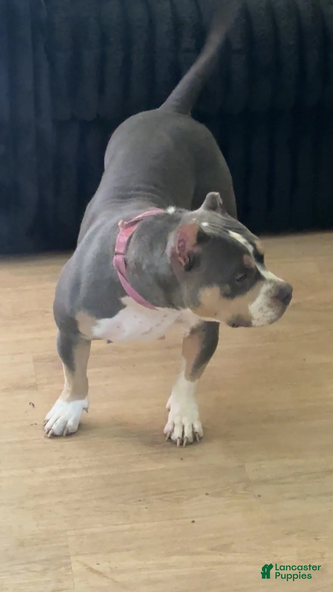 American Bully dogs for sale: American Bully Puppy 3 - Ad 2
