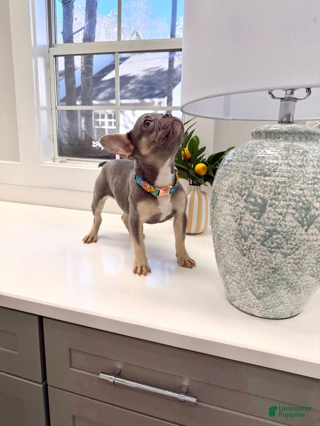 French Bulldog dogs for sale: Charlotte - Ad 5