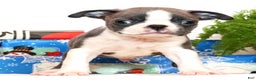 Boston Terrier dogs for sale: Peanut - Ad 3