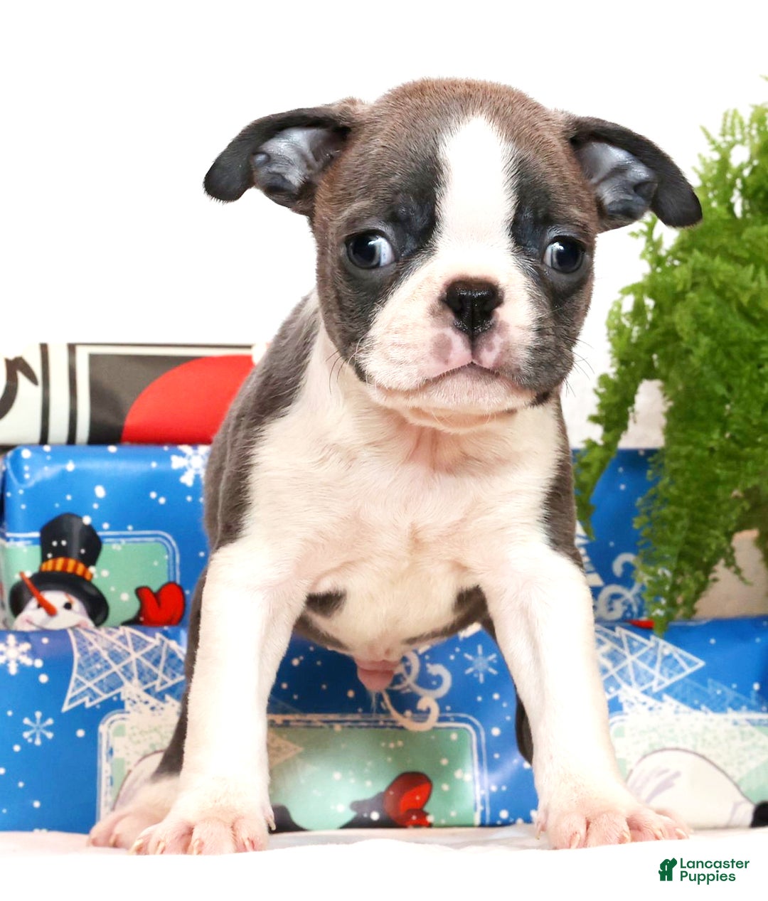 Boston Terrier dogs for sale: Peanut - Ad 3