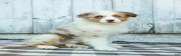 Australian Shepherd dogs for sale: Rocky - Ad 1