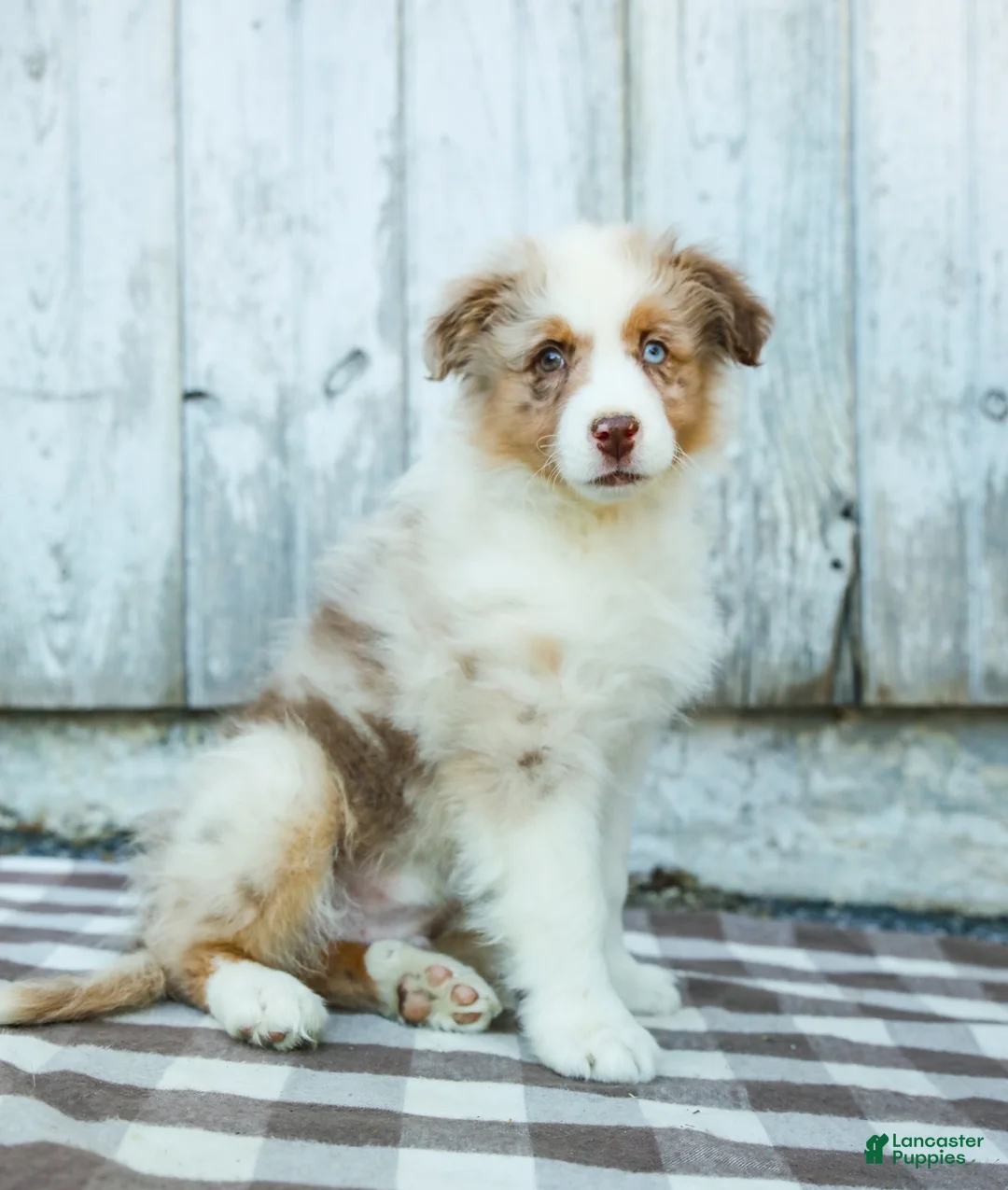 Australian Shepherd dogs for sale: Rocky - Ad 1