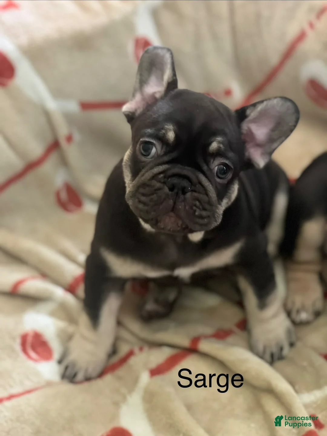 French Bulldog dogs for sale: French Bulldog Puppy 1 - Ad 1