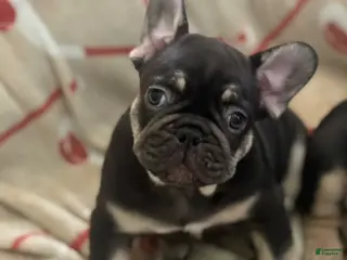 French Bulldog dogs French Bulldog Puppy 1 - Ad 29