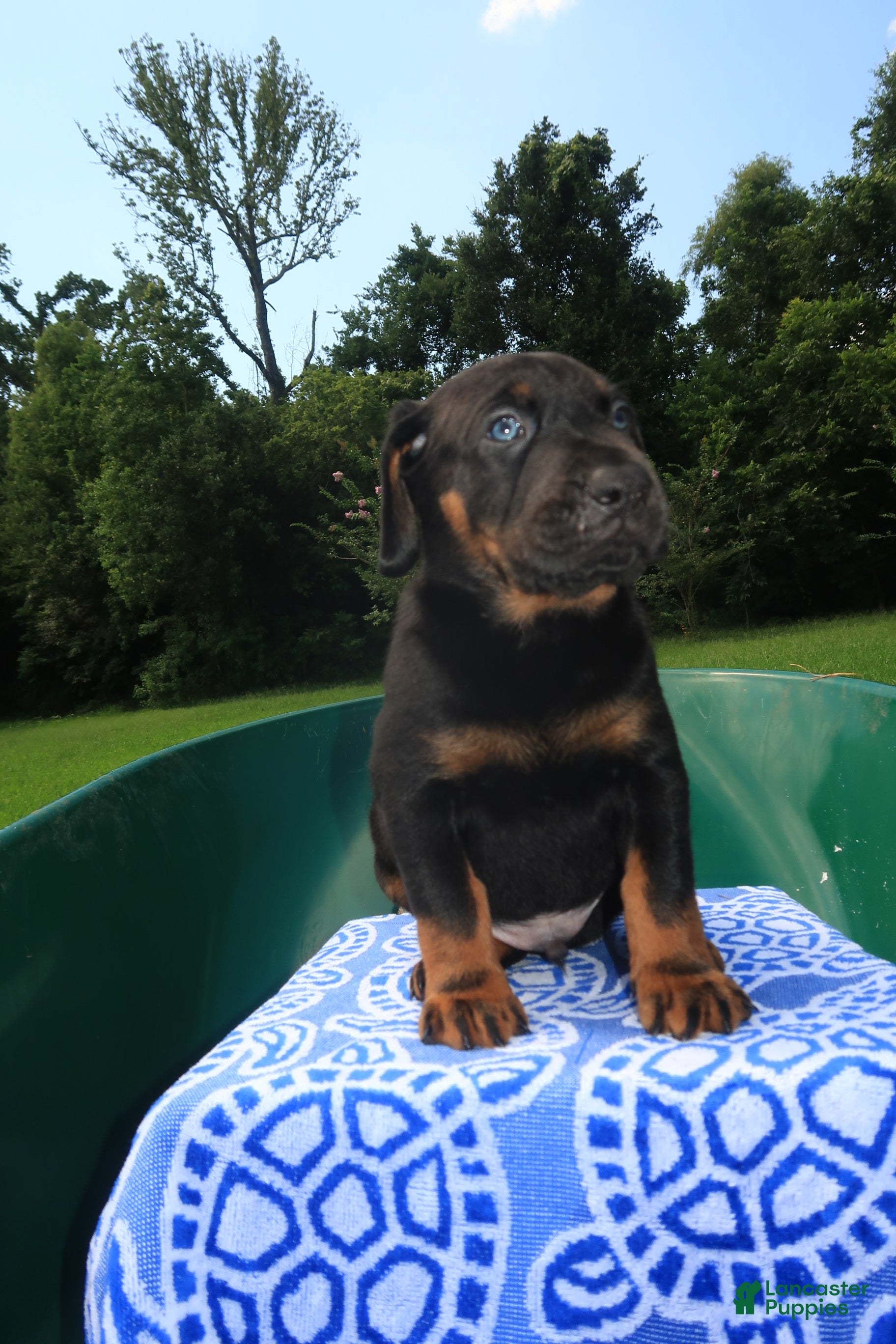 Mixed Breed dogs Goliath - Ad 1