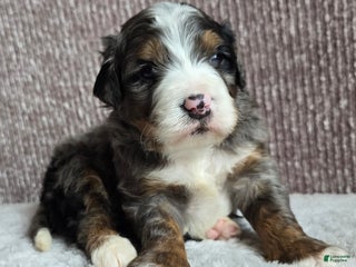Mini Bernedoodle dogs Mini Chief - Ad 1