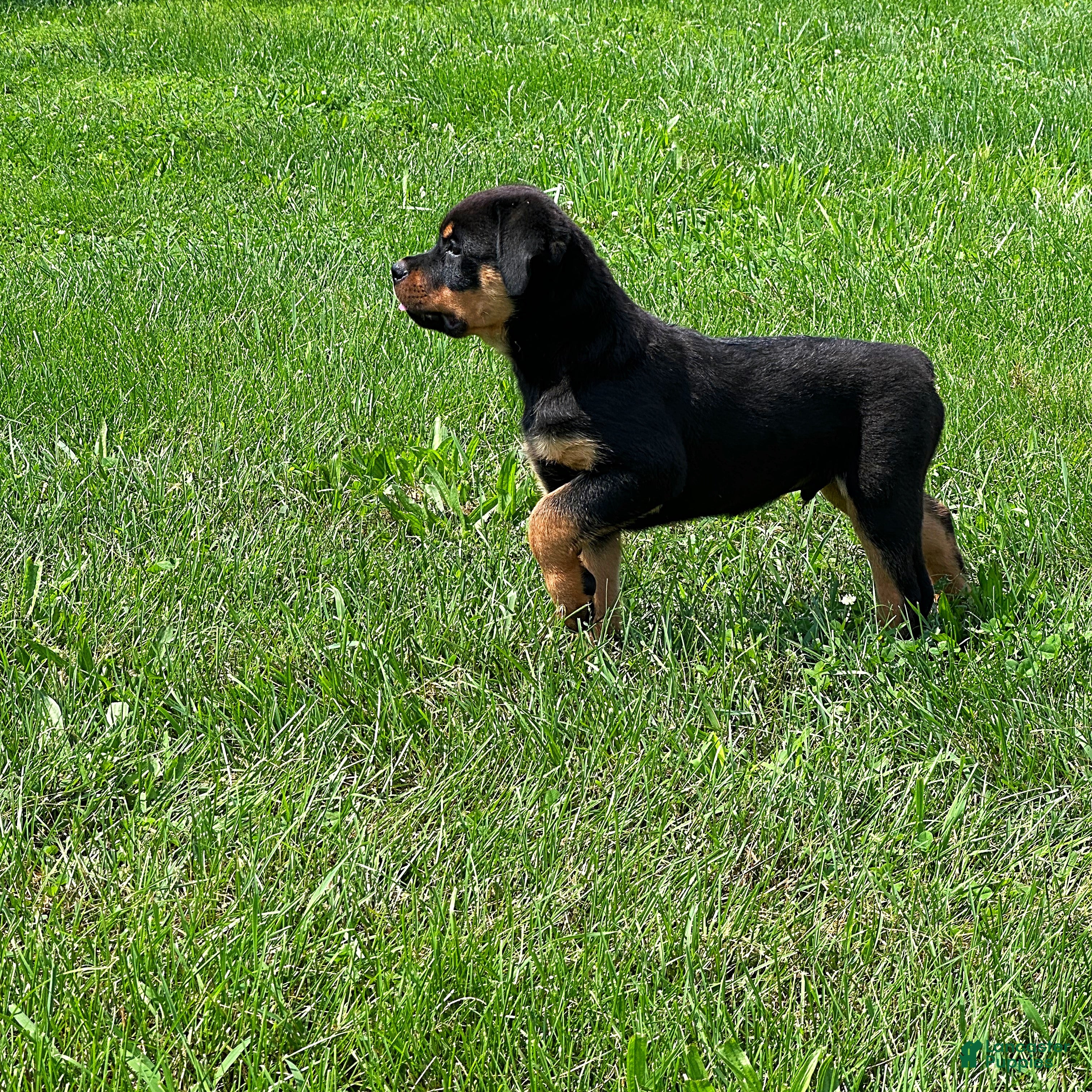 Rottweiler dogs Rottweiler 1 - Ad 1