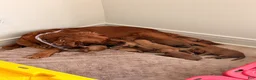 Golden Retriever dogs for sale: Golden Retriever Puppy 7 - Ad 2