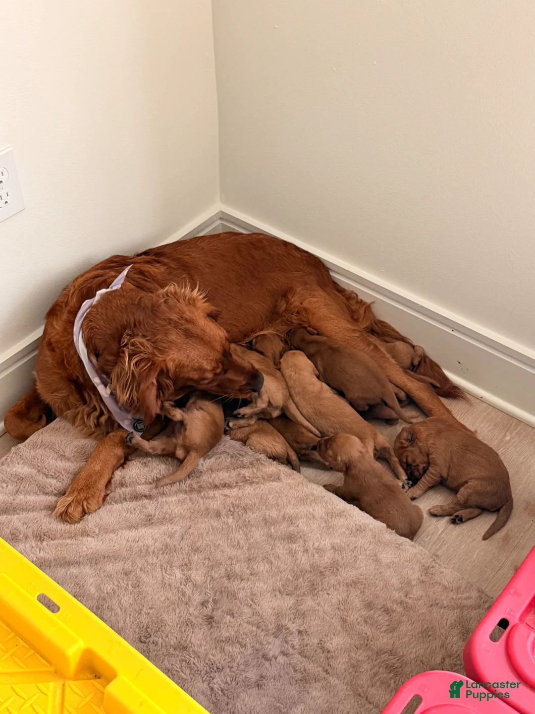 Golden Retriever dogs for sale: Golden Retriever Puppy 7 - Ad 2