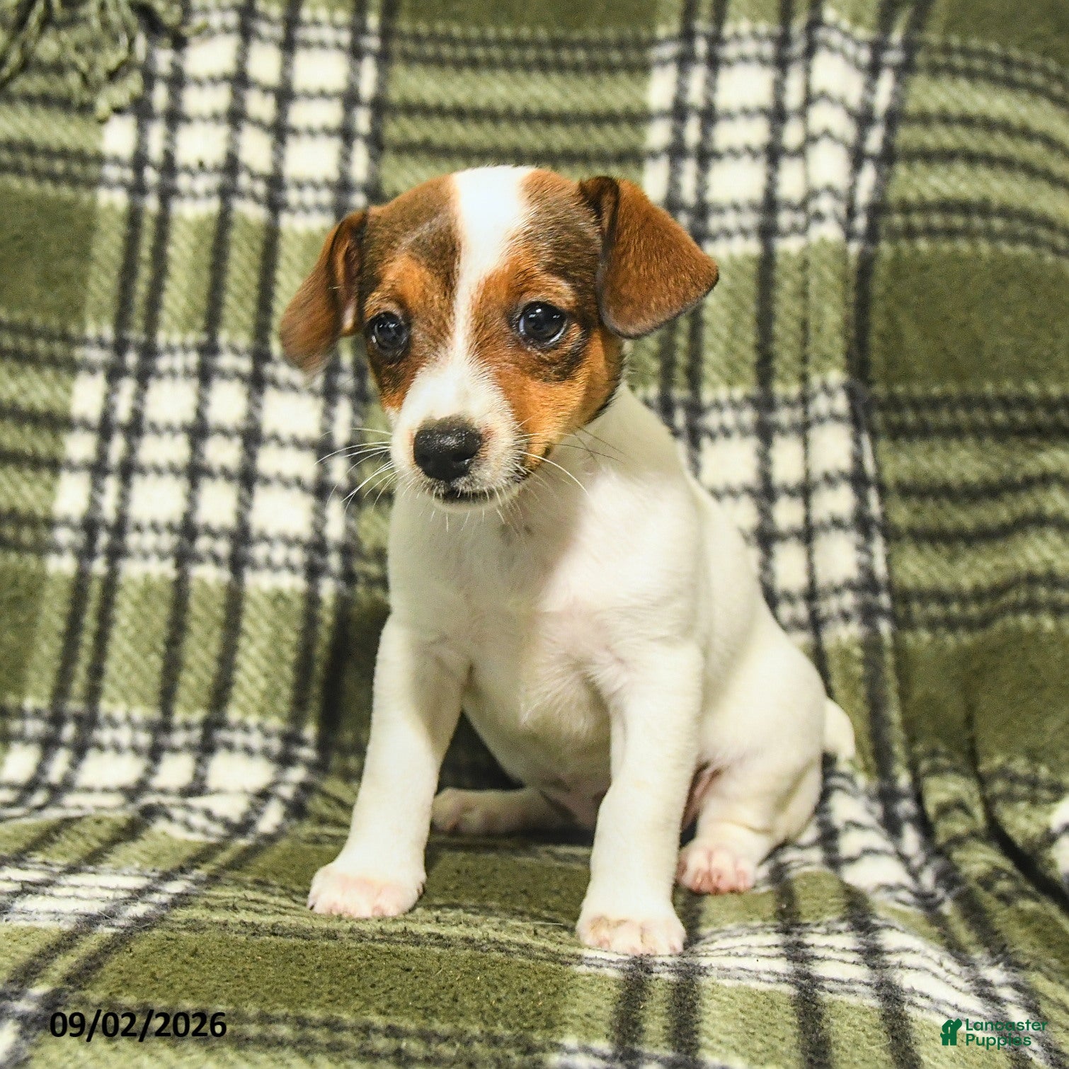 Jack Russell Terrier dogs Marley - Ad 1