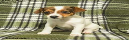 Jack Russell Terrier dogs for sale: Marley - Ad 1