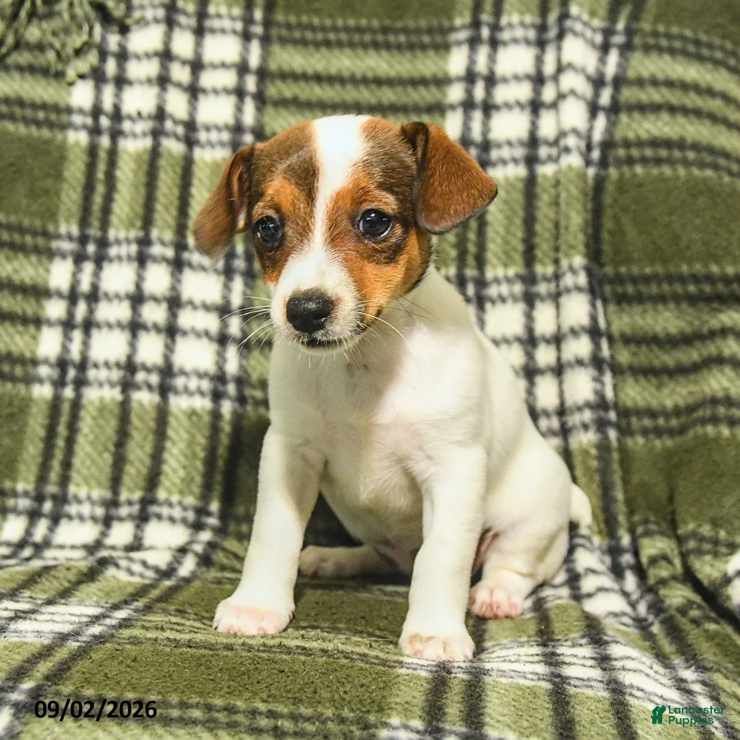 Jack Russell Terrier dogs for sale: Marley - Ad 1