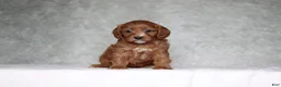 Cavapoo dogs for sale: Millie - Ad 1