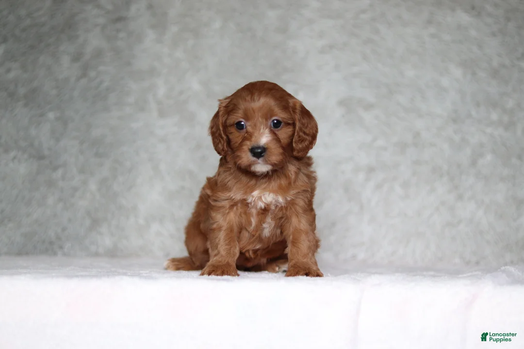 Cavapoo dogs for sale: Millie - Ad 1