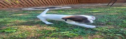 Jack Russell Terrier dogs for sale: Jack Russell Terrier Puppy  - Ad 2