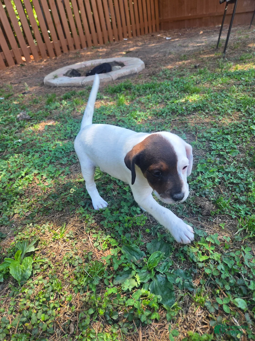 Jack Russell Terrier dogs for sale: Jack Russell Terrier Puppy  - Ad 2