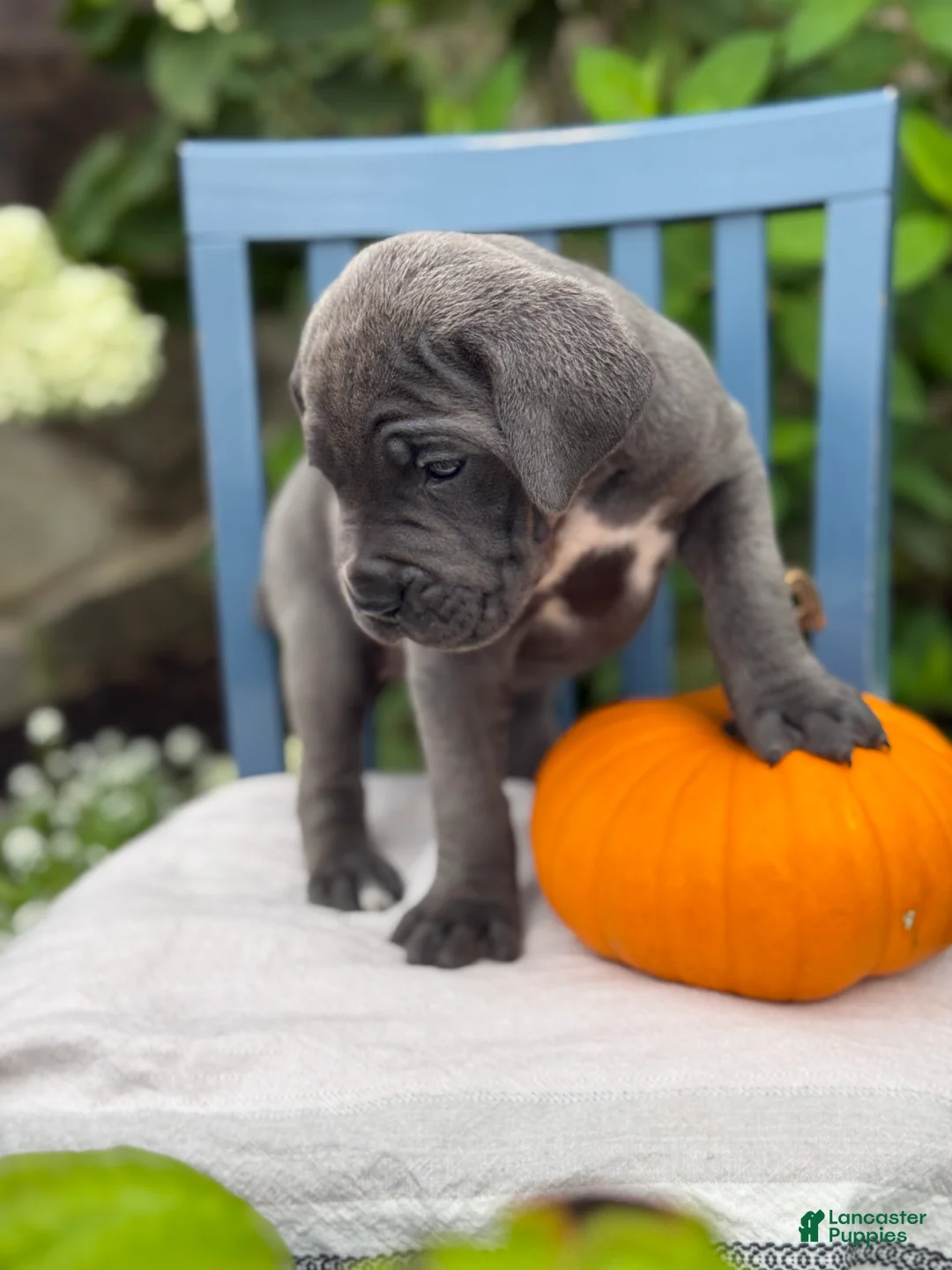 Cane Corso dogs for sale: Darcy - Ad 2