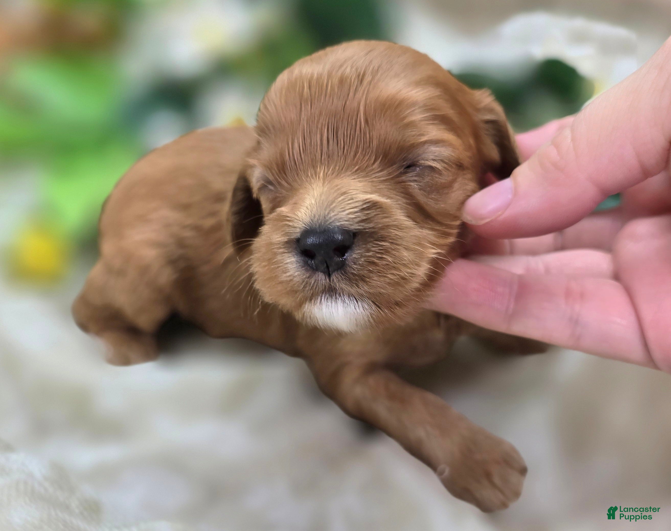Cavapoo dogs Indigo - Ad 15