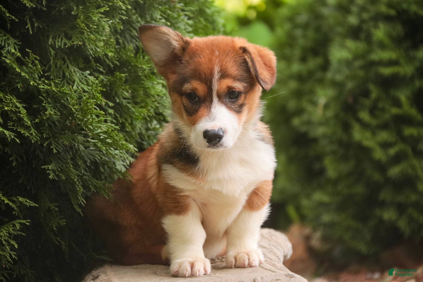 Welsh Corgi Pembroke dogs Apple Jacks Welsh Corgi Pembroke  - Ad 2