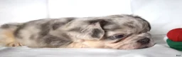 French Bulldog dogs for sale: Teddy - Ad 22