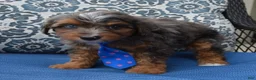 Mini Aussiedoodle dogs for sale: Mini Ace - Ad 13