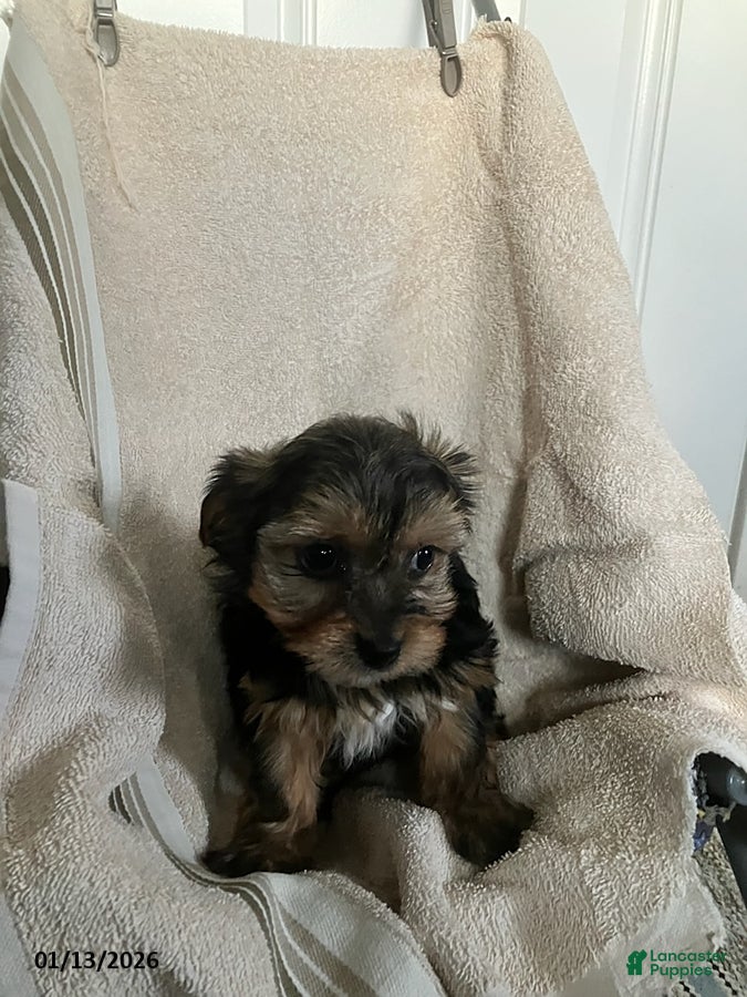 Yorkshire Terrier dogs Ellen - Ad 41