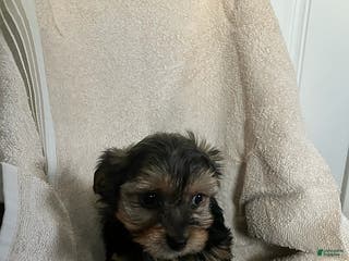 Yorkshire Terrier dogs Ellen - Ad 41
