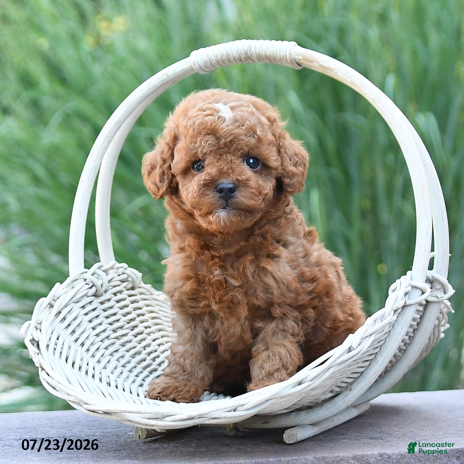 Toy Poodle dogs Tiny Laker - Ad 1