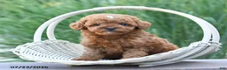 Toy Poodle dogs for sale: Tiny Laker - Ad 3