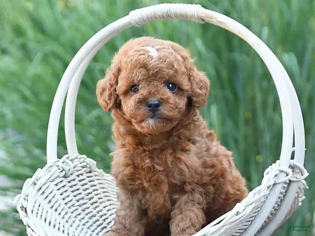 Toy Poodle dogs for sale: Tiny Laker - Ad 1