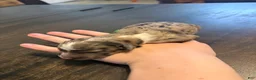 Aussiedoodle dogs for sale: Hoss - Ad 5